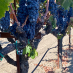 ACRE- Grapes