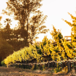 ACRE- Vineyard