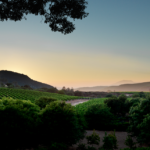 Acumen Vineyards at Sunset