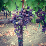 Blackbird Grapes