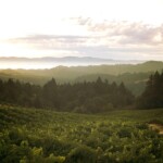 cardinale-vineyard