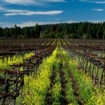 Banshee Vineyards