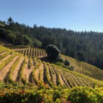 Banshee Vineyards