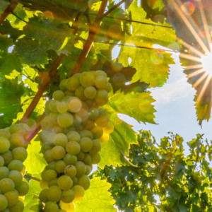 Sauvignon Blanc