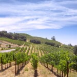 Dakota Shy Vineyard
