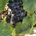 Keever Grapes
