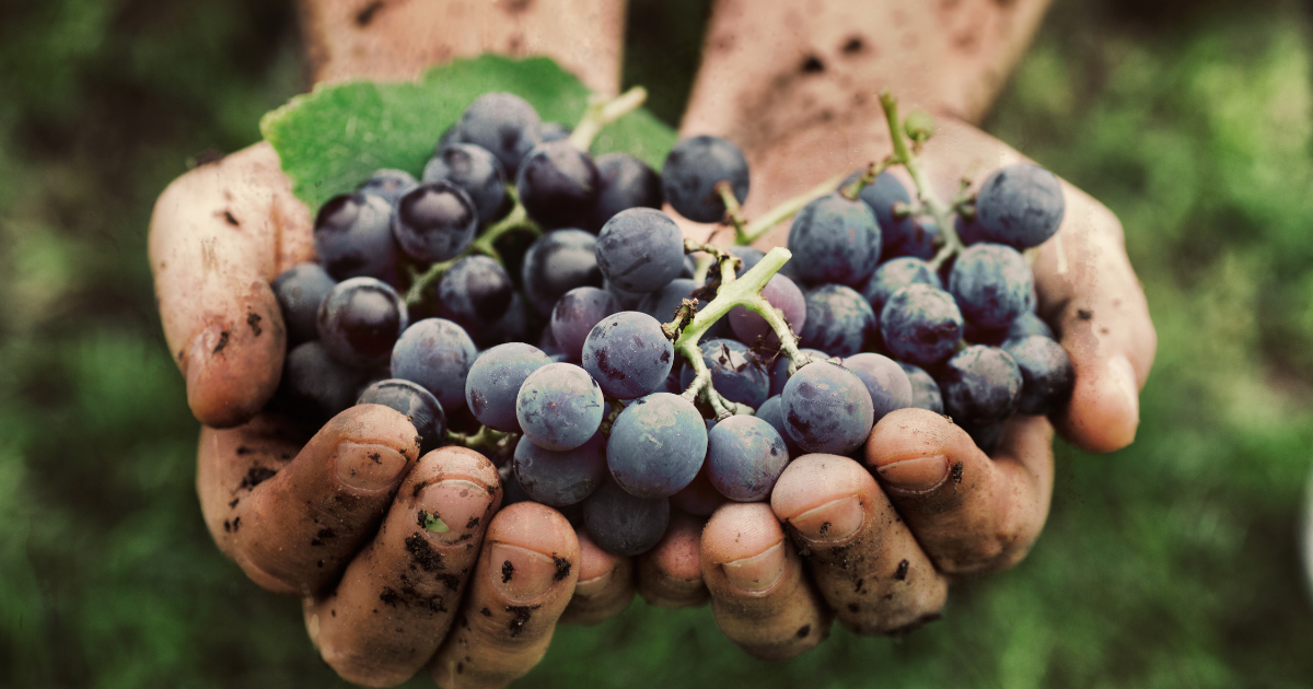 A winemaker with dirty hands cradling grapes