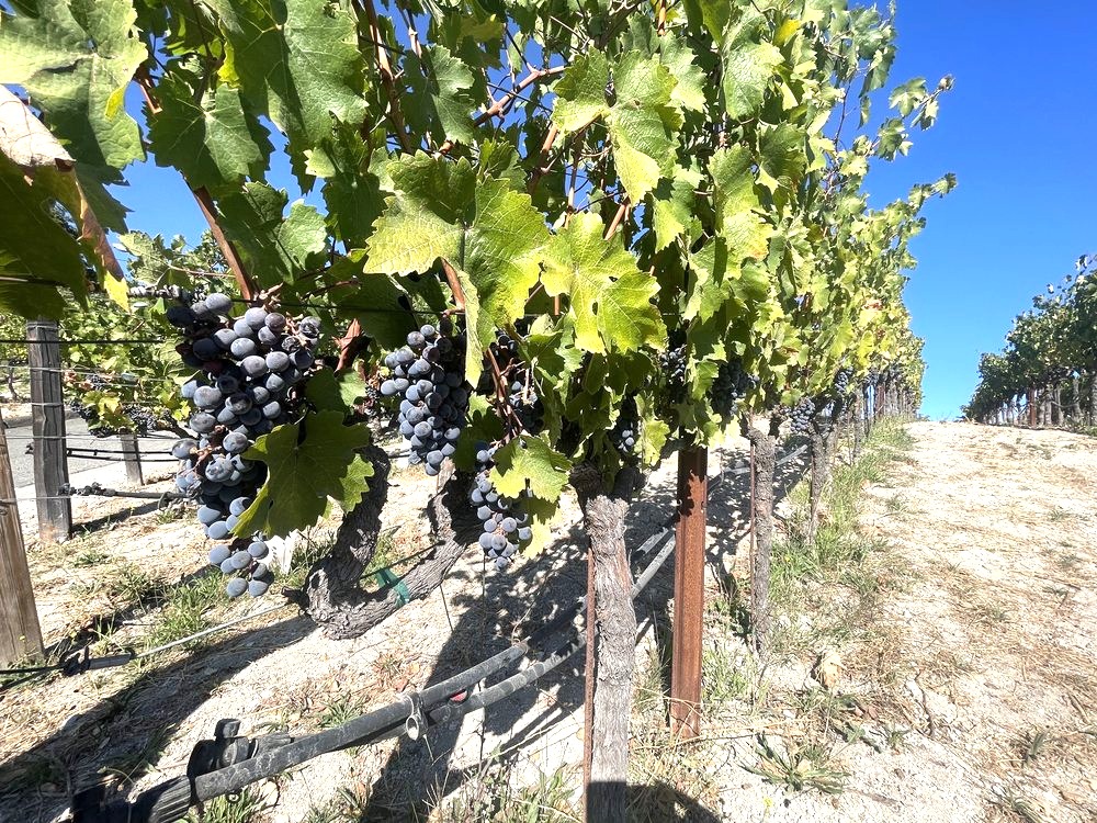 Hall Rutherford Vineyard